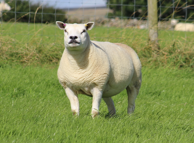 brownrigg ewe 4 - web.jpg